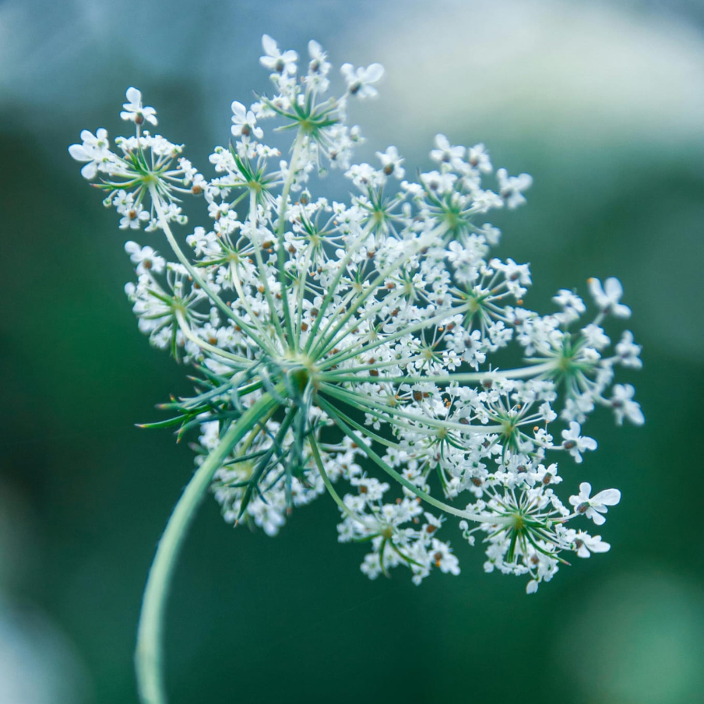 fiore che cresce